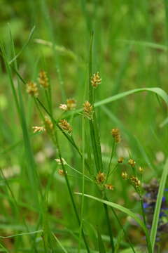 Image de Luzula pallescens Sw.