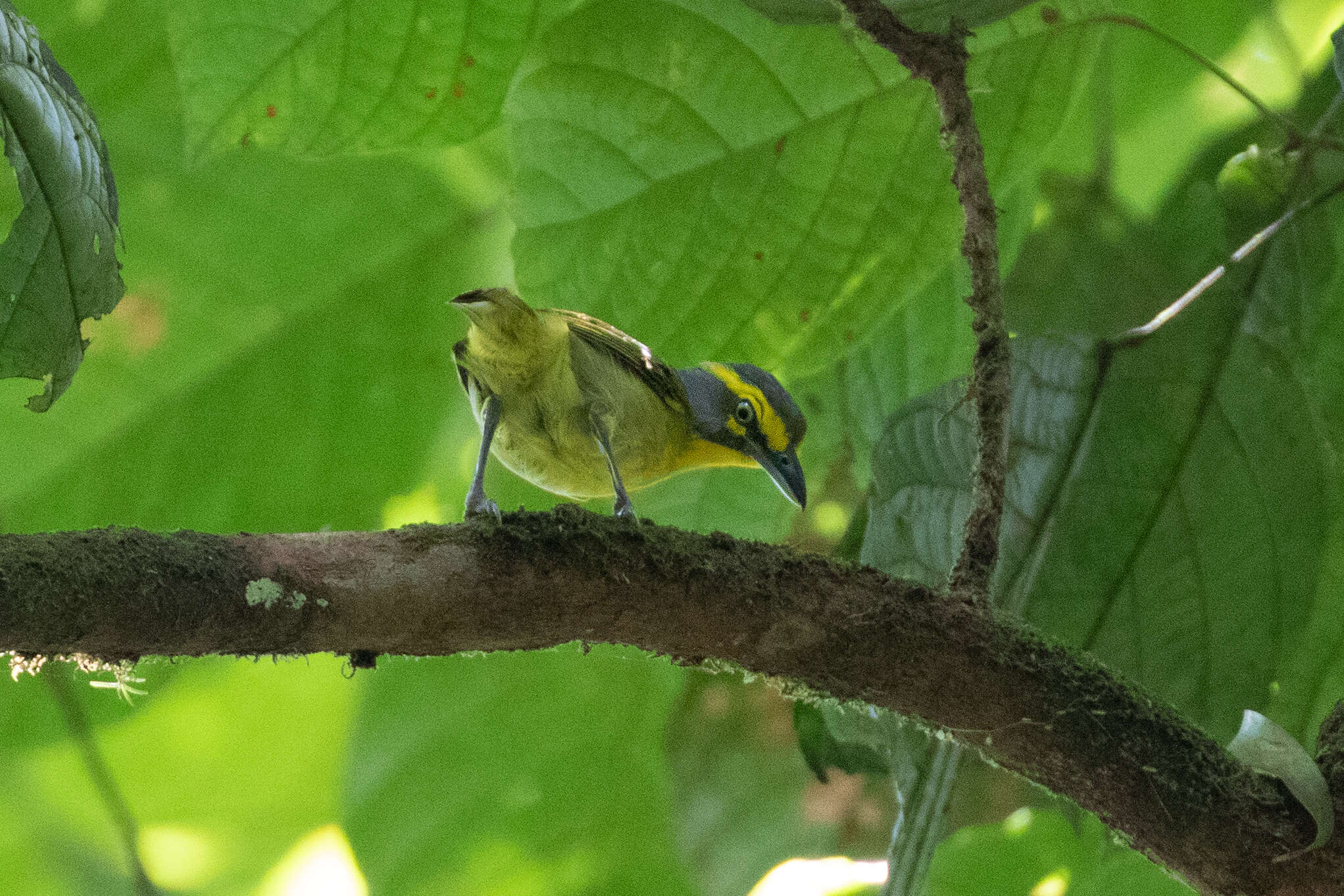 Vireolanius leucotis (Swainson 1838)的圖片