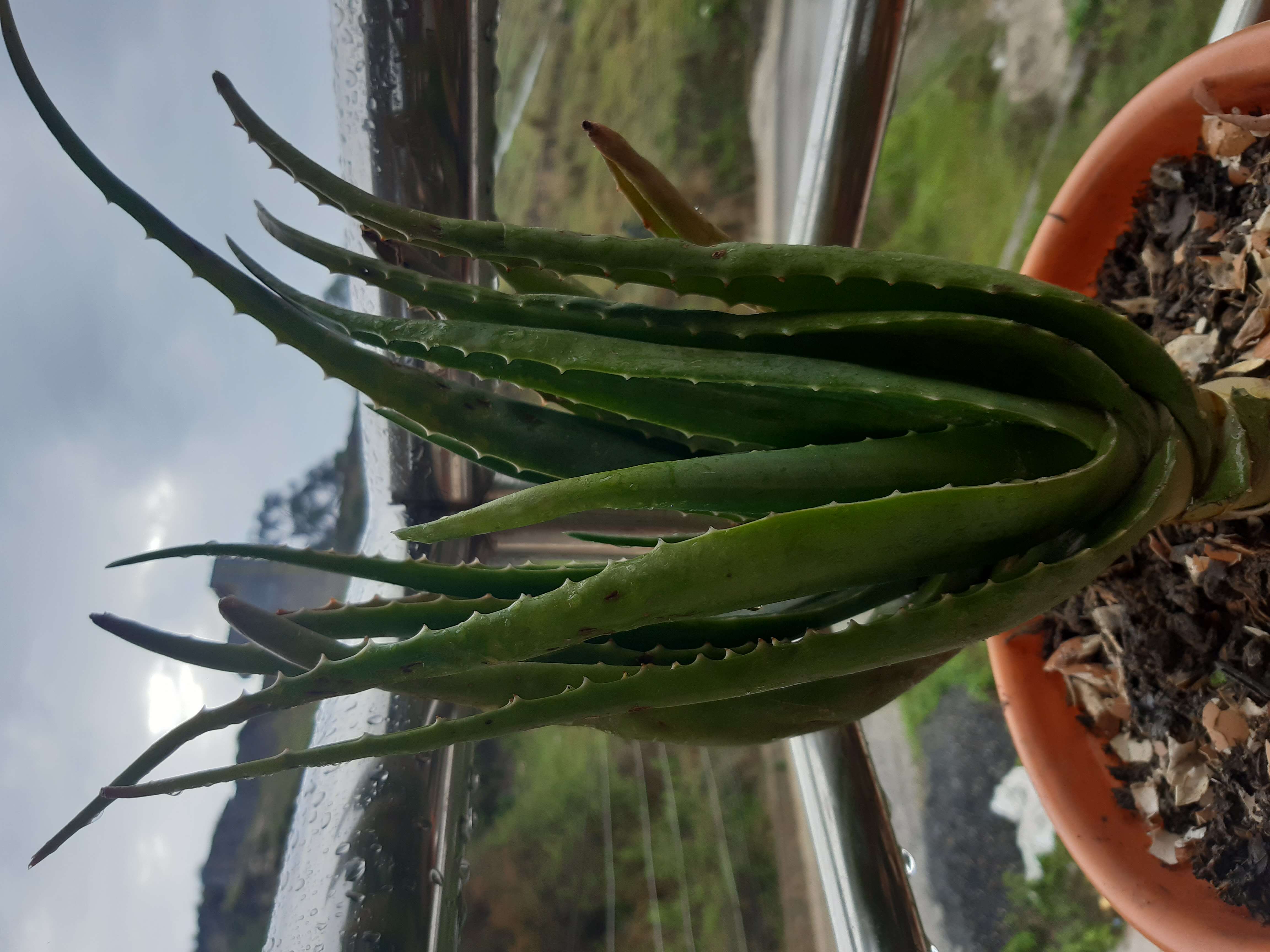 Image of Aloe vera