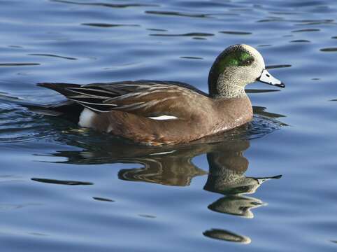 Image of American Wigeon