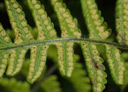 Image of scented oakfern