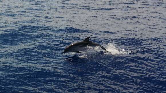 Image of Blue-white Dolphin