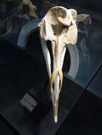 Image of Layard's Beaked Whale