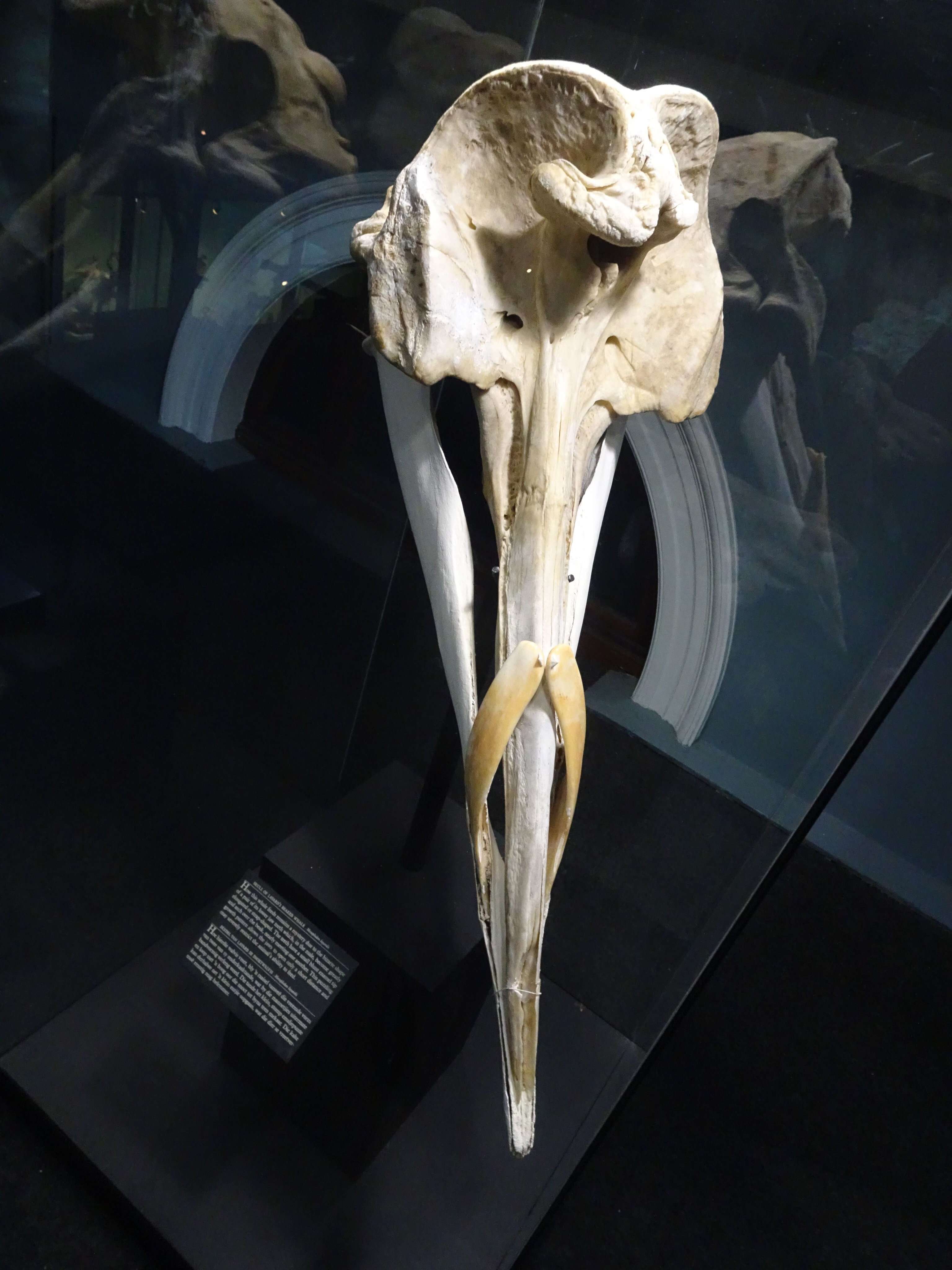 Image of Layard's Beaked Whale