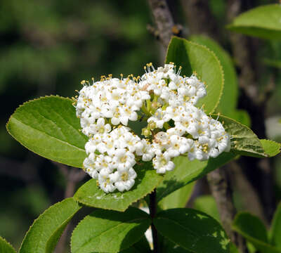 Image of <i>Viburnum burejaeticum</i>