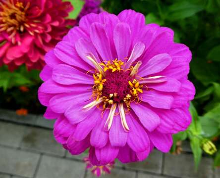 Image of ELEGANT ZINNIA