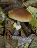 Image of Conocybe rugosa (Peck) Watling 1981