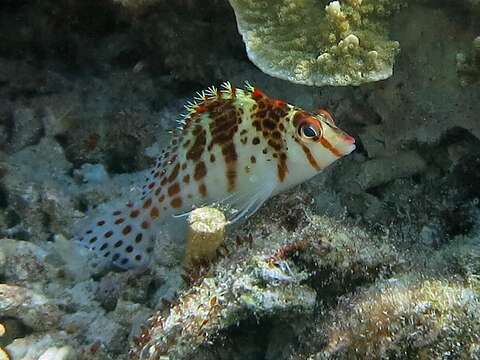 Image of Coral Hawkfish