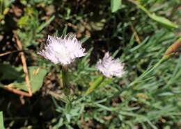 Imagem de Dianthus anatolicus Boiss.