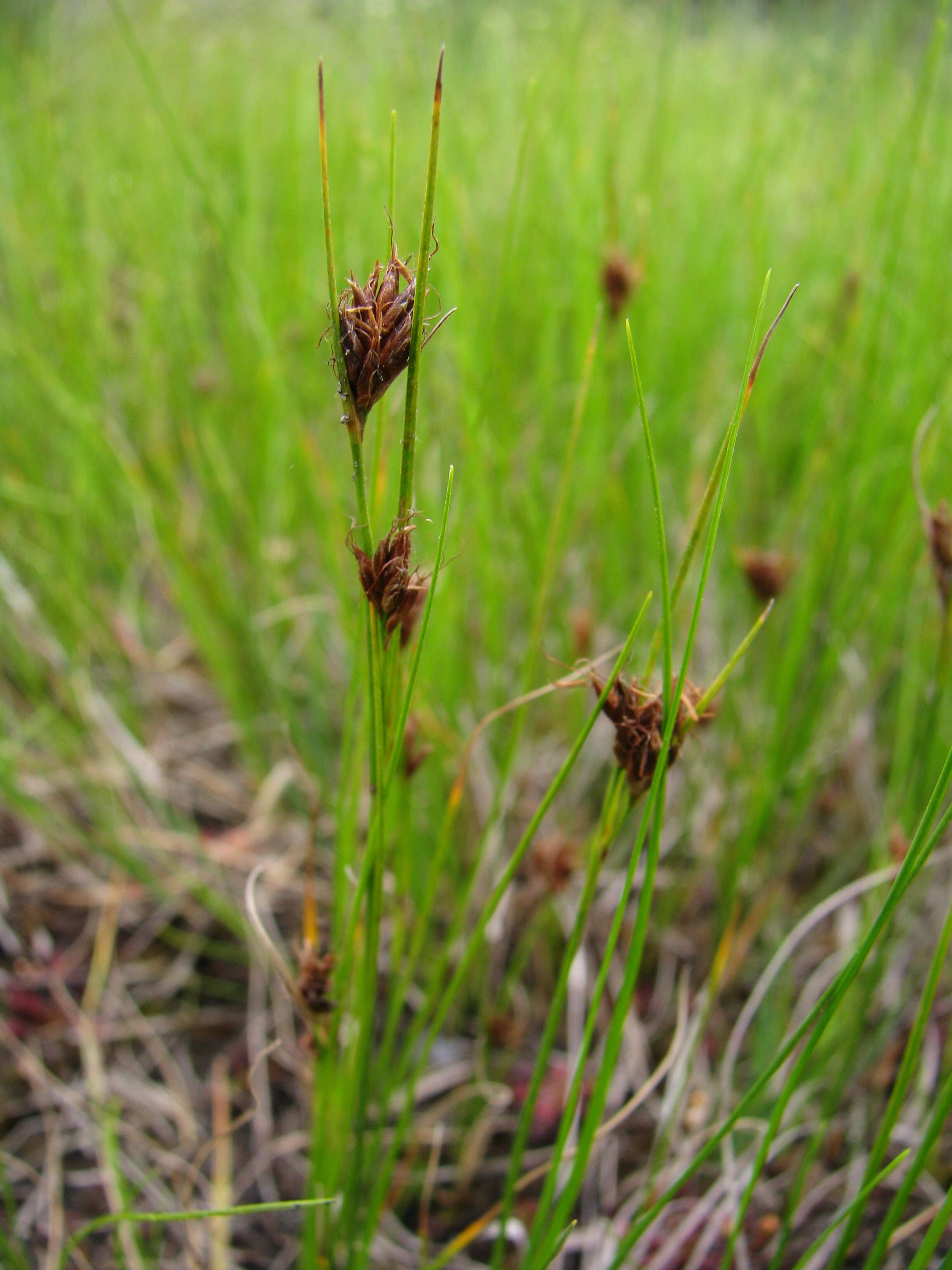 Image of Brown beakrush