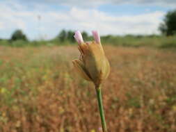 Image of Proliferous Pink