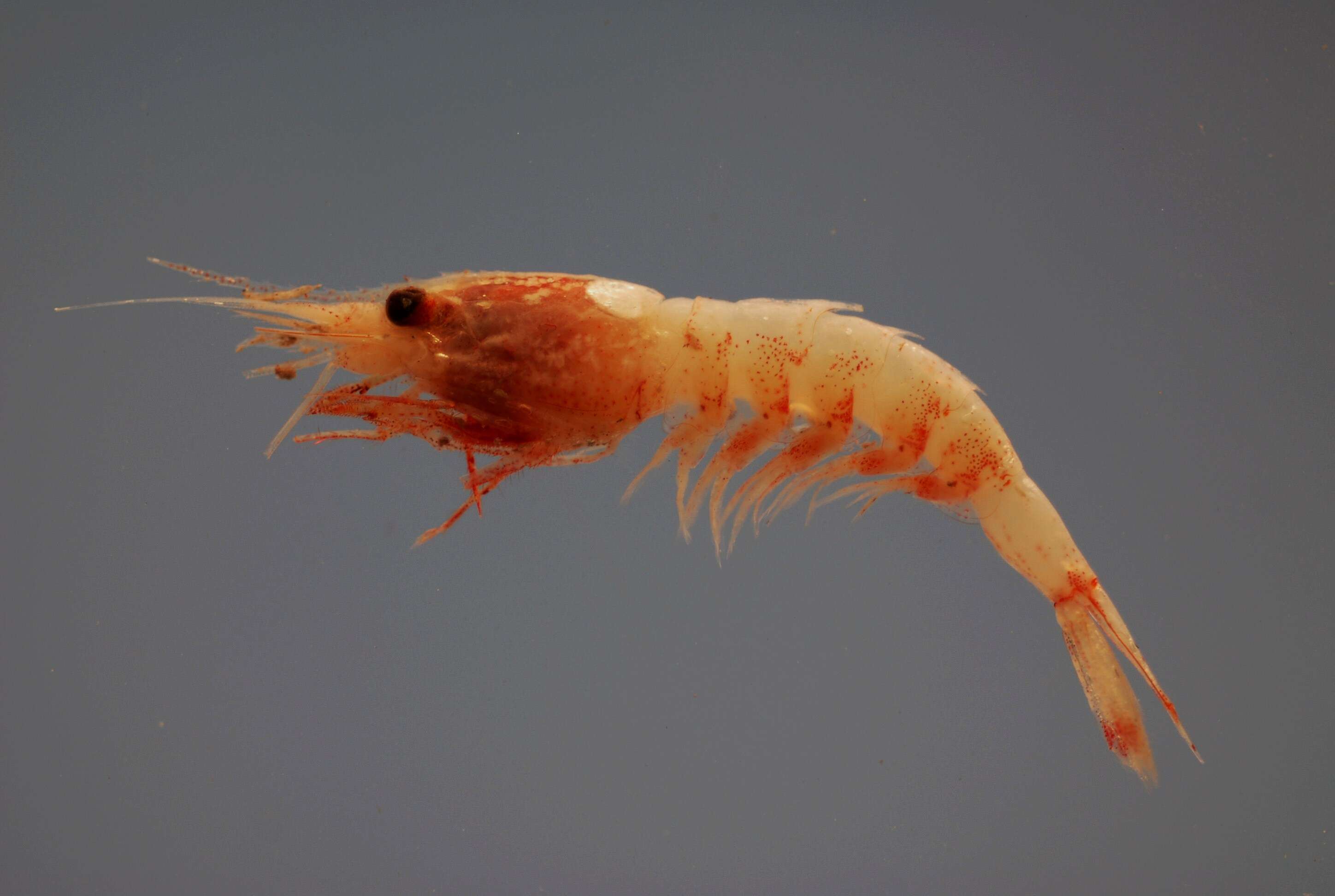 Image of deepsea shrimps