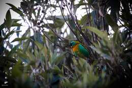 Image of Brassy-breasted Tanager