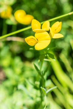 Imagem de Lotus corniculatus L.