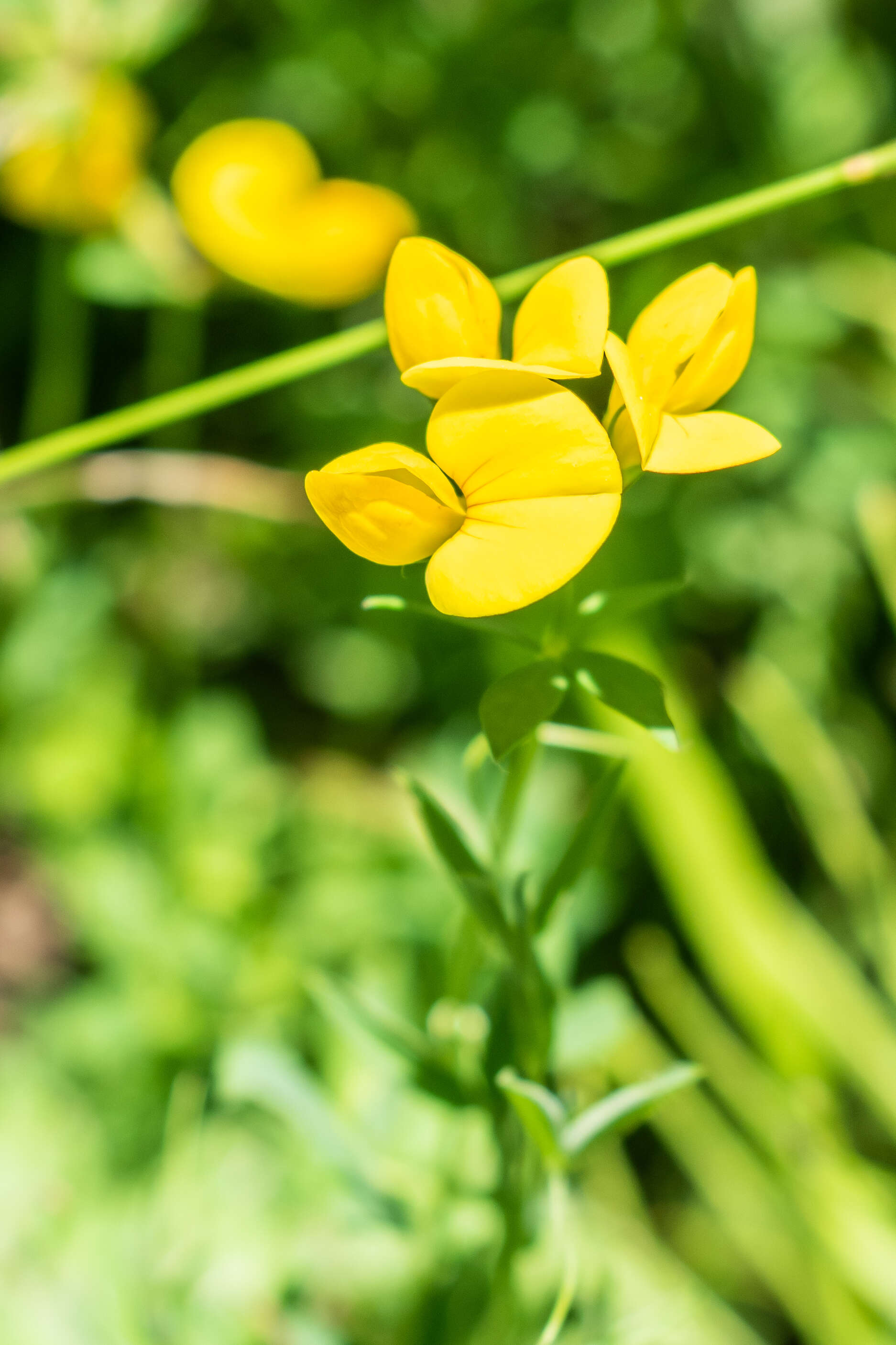 Image of Common Bird's-foot-trefoil