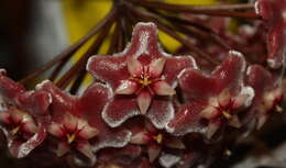 Image of Hoya pubicalyx Merr.