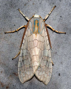 Image of Banded Tussock Moth