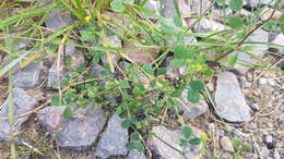 Image of black medick