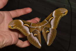 Image of Ailanthus Silkmoth