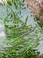 Image of Caulerpa filiformis