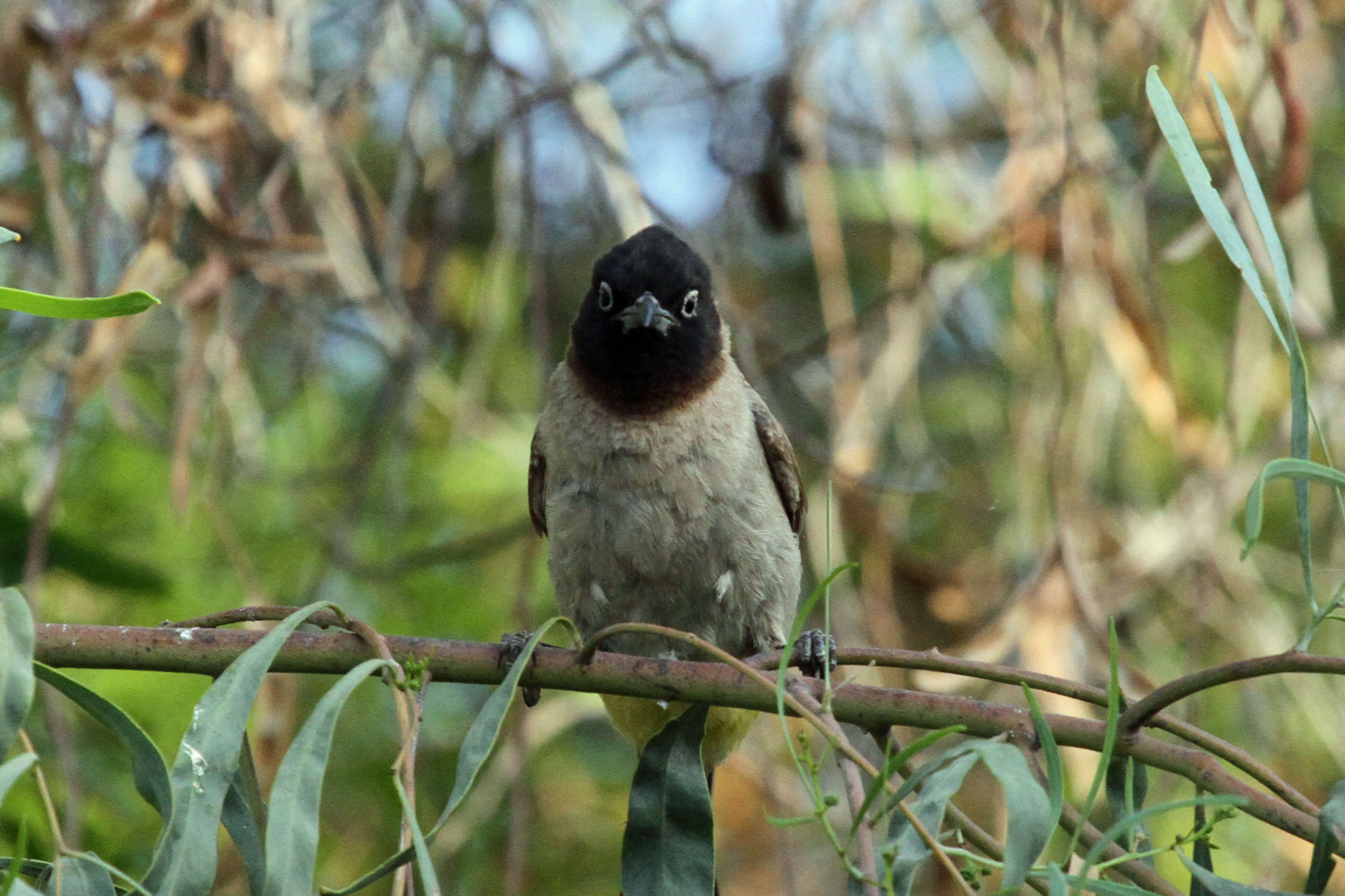 Image of White-eyed Bulbul