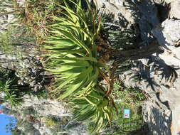 Image of Aloe castanea Schönland