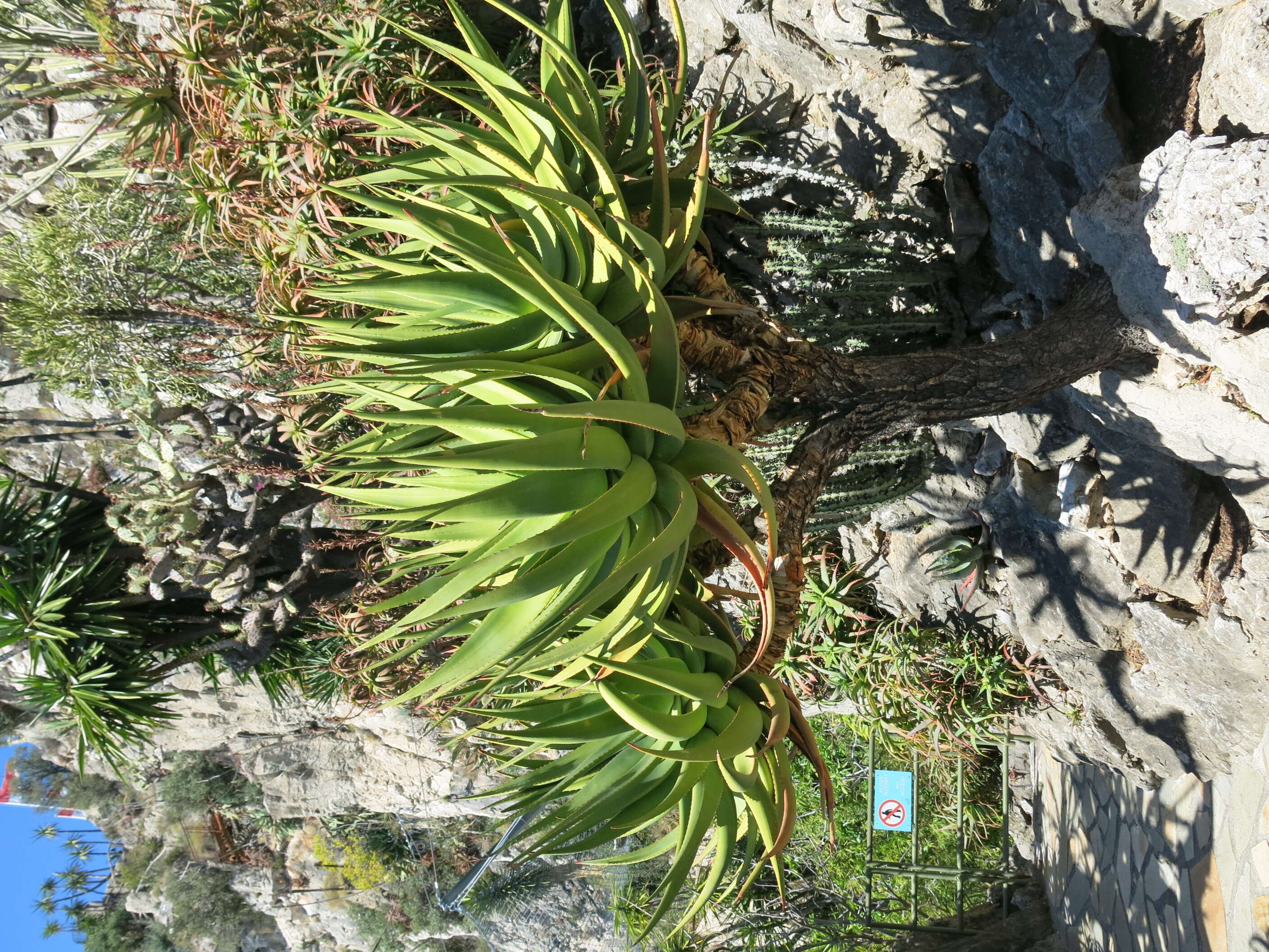 Image of Chastnut aloe