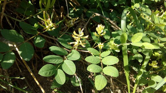 Image of licorice milkvetch