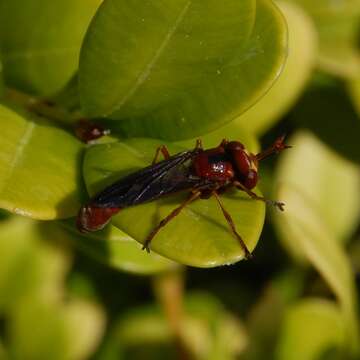 صورة Physocephala burgessi (Williston 1882)