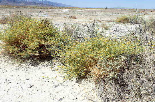 Image of Mojave cleomella