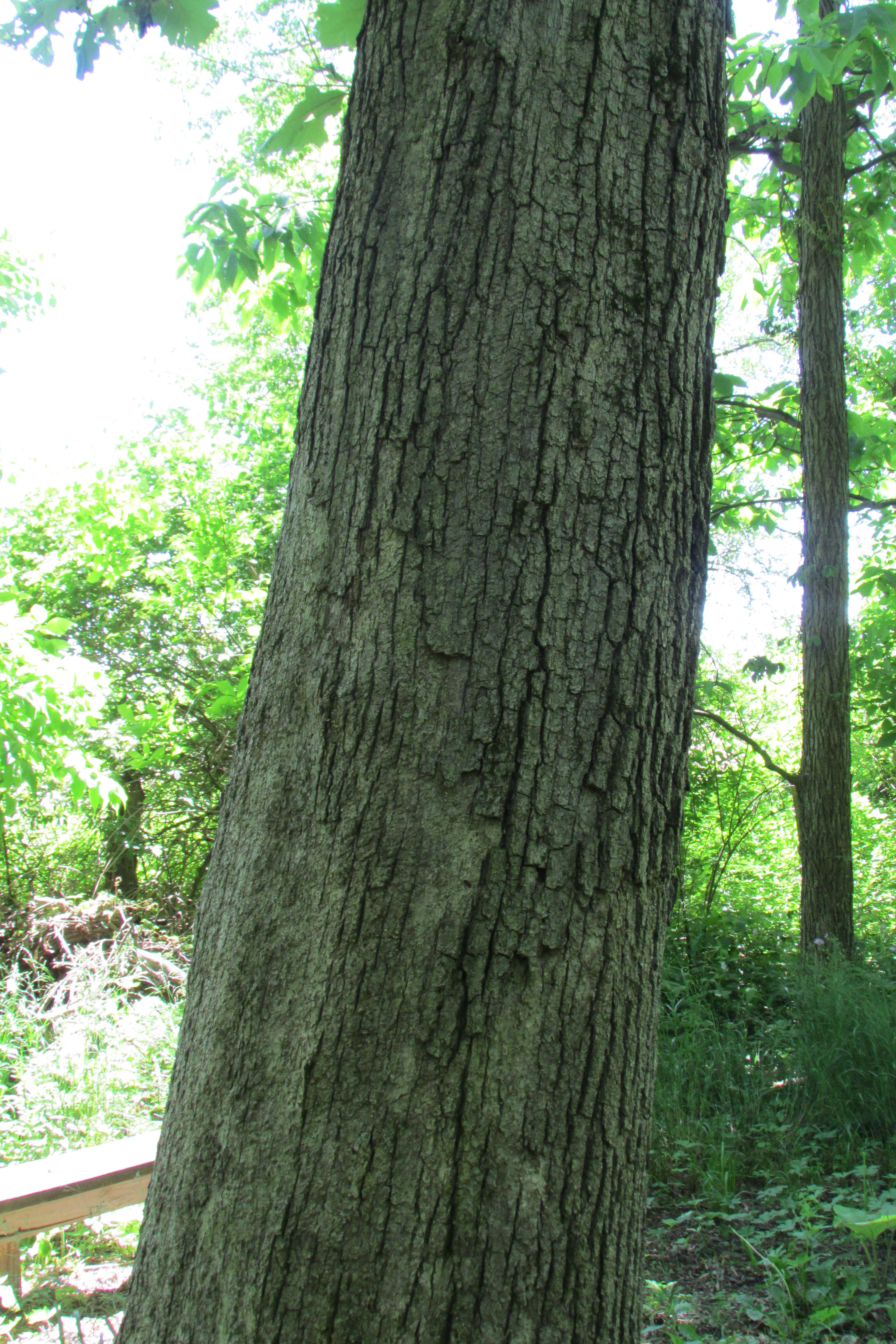 Image of Bur Oak