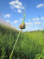 Allium scorodoprasum L.的圖片