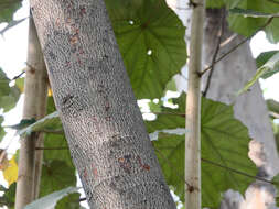 Image of Pterospermum acerifolium (L.) Willd.