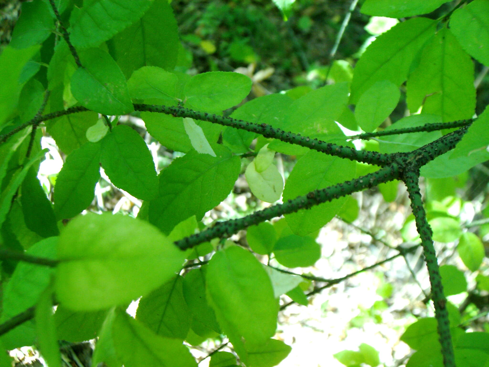 Image of Euonymus verrucosus Scop.