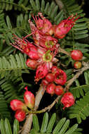 Image of Hottentot's Bean