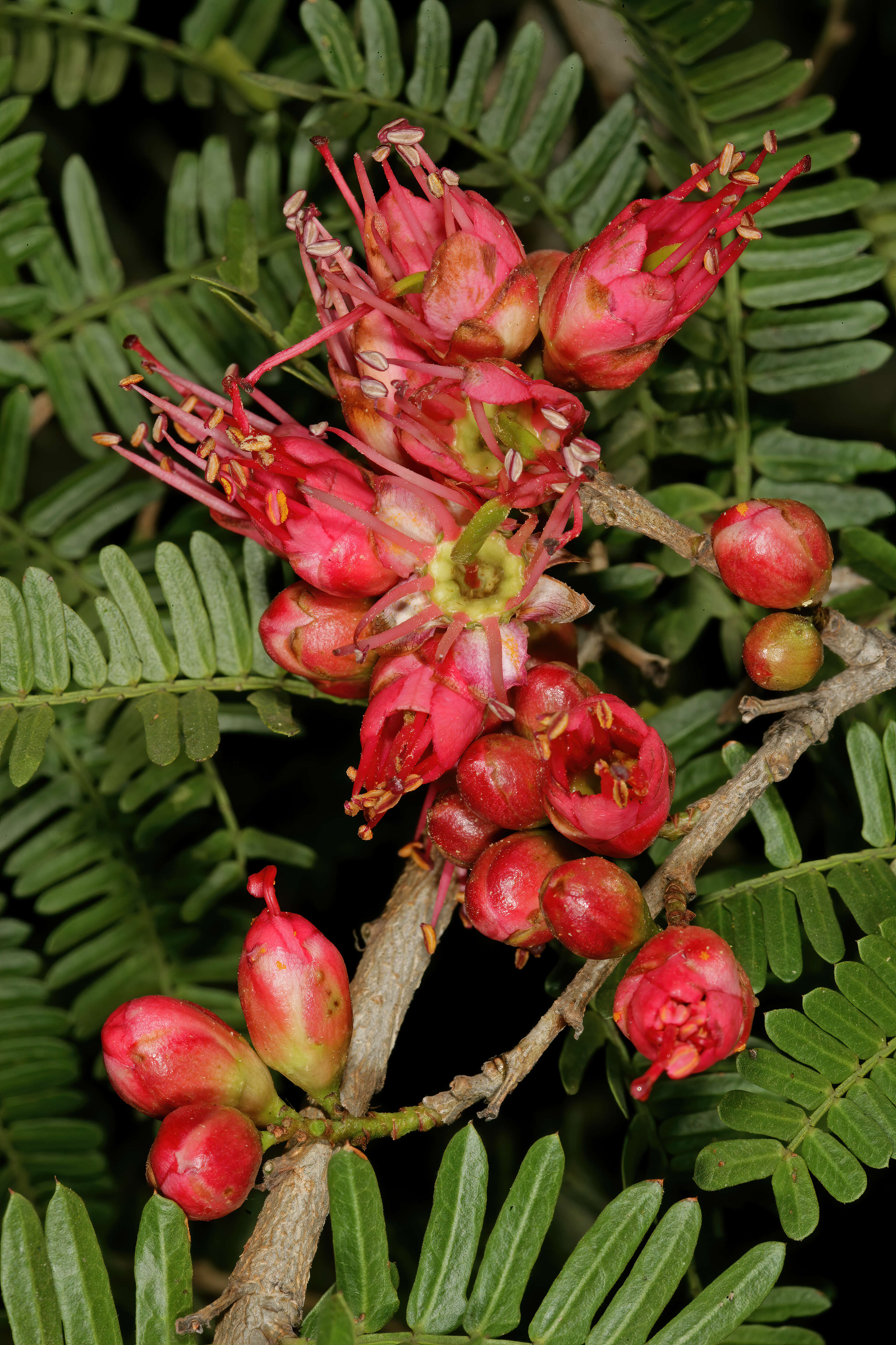 Image of Hottentot's Bean