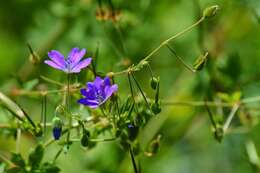 Image of hedgerow geranium