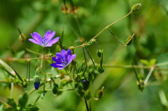 Image of hedgerow geranium