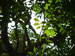 Image of Dysoxylum