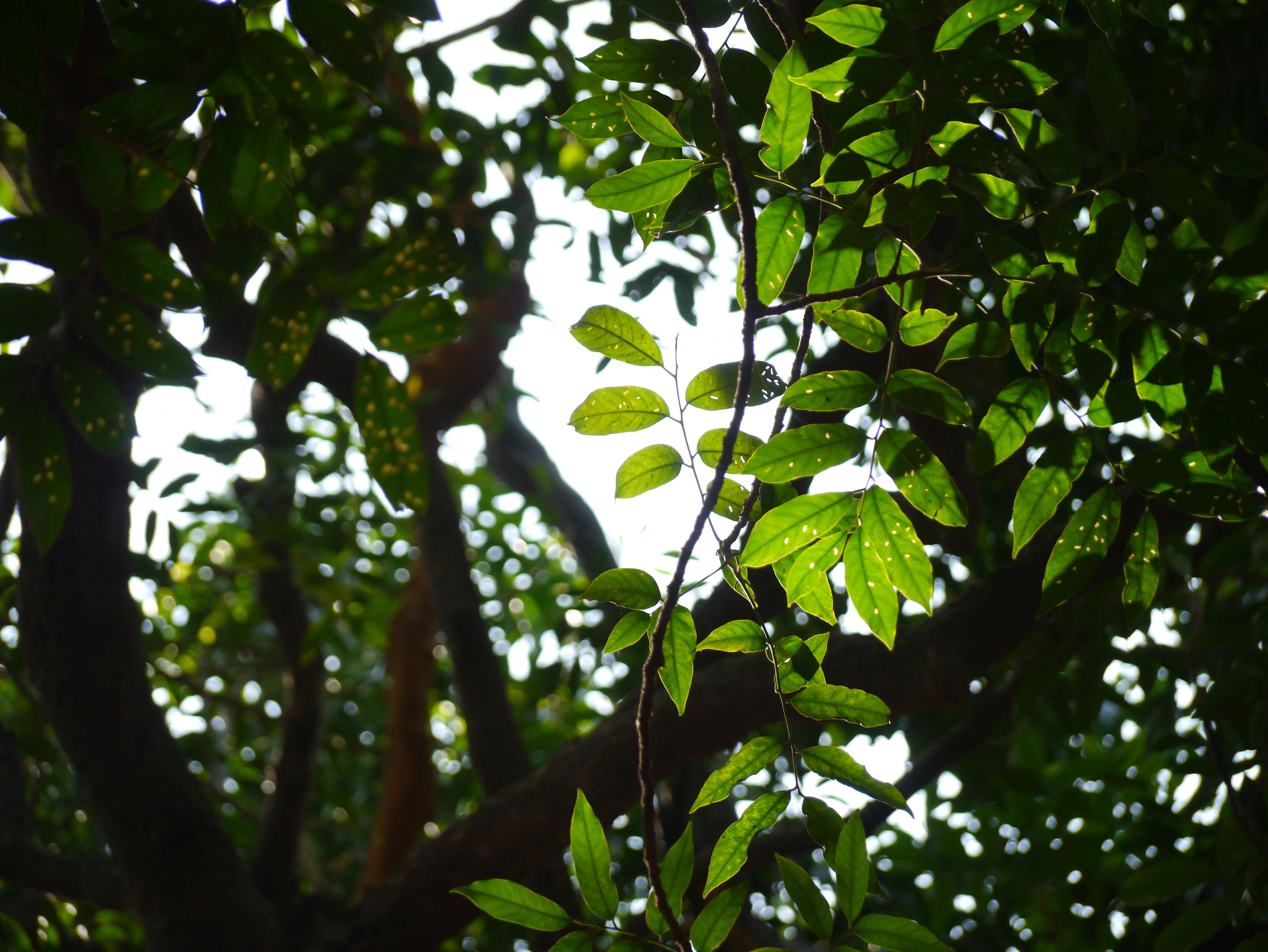 Image of Dysoxylum