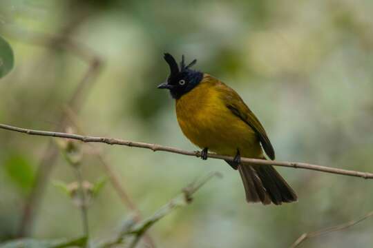 Image of Black-crested Bulbul