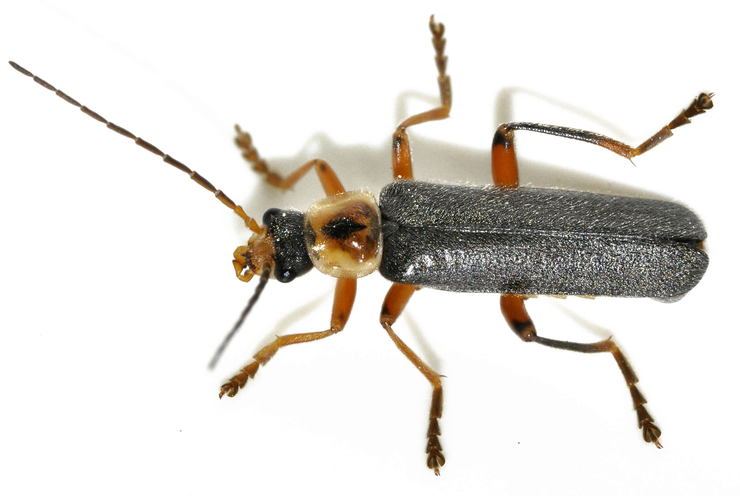 Imagem de Cantharis nigricans