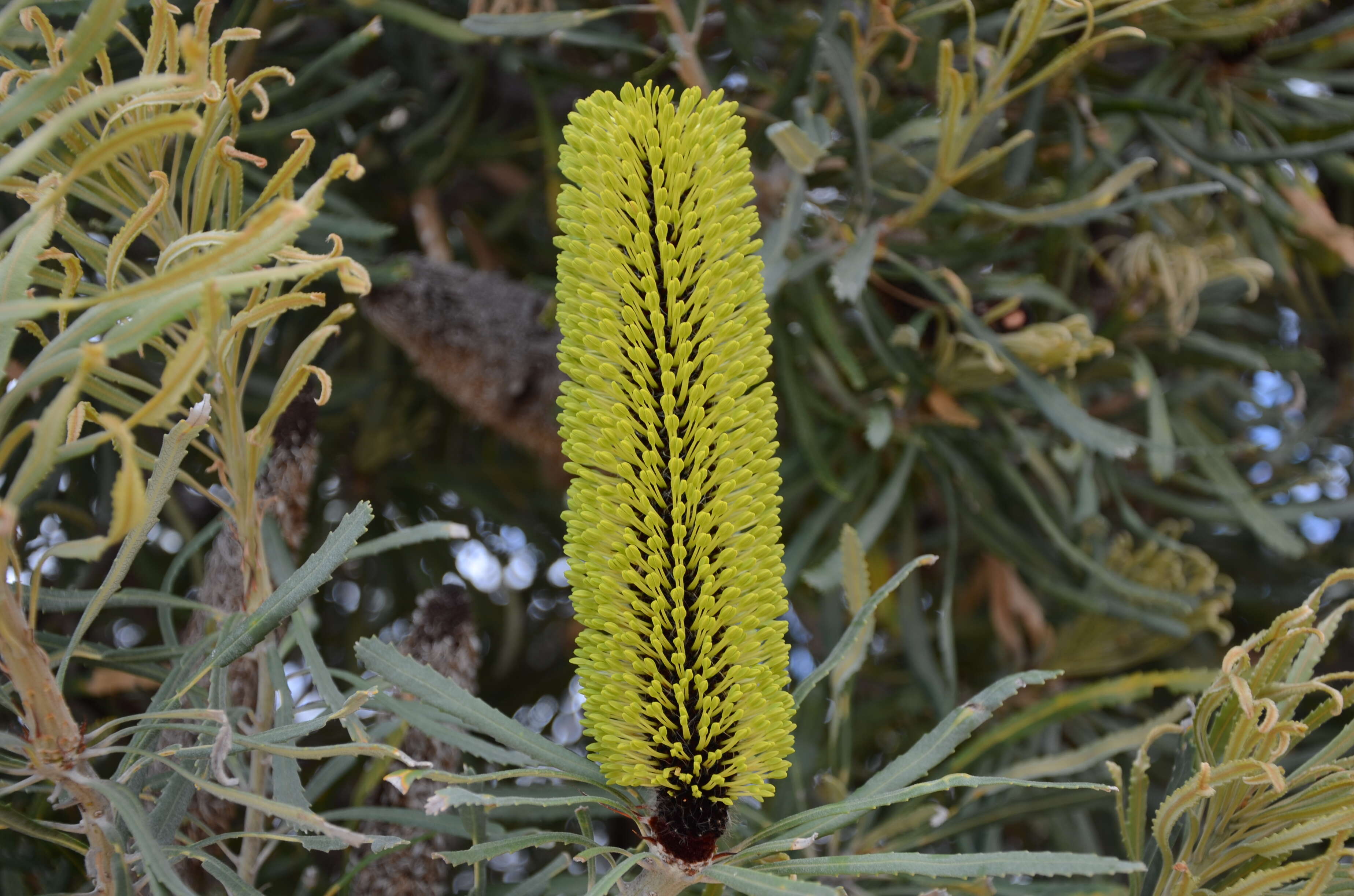 Plancia ëd Banksia attenuata R. Br.