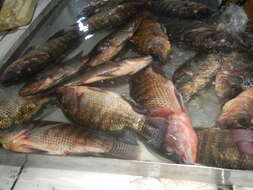 Image of Tilapia