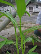 Image of kangkung