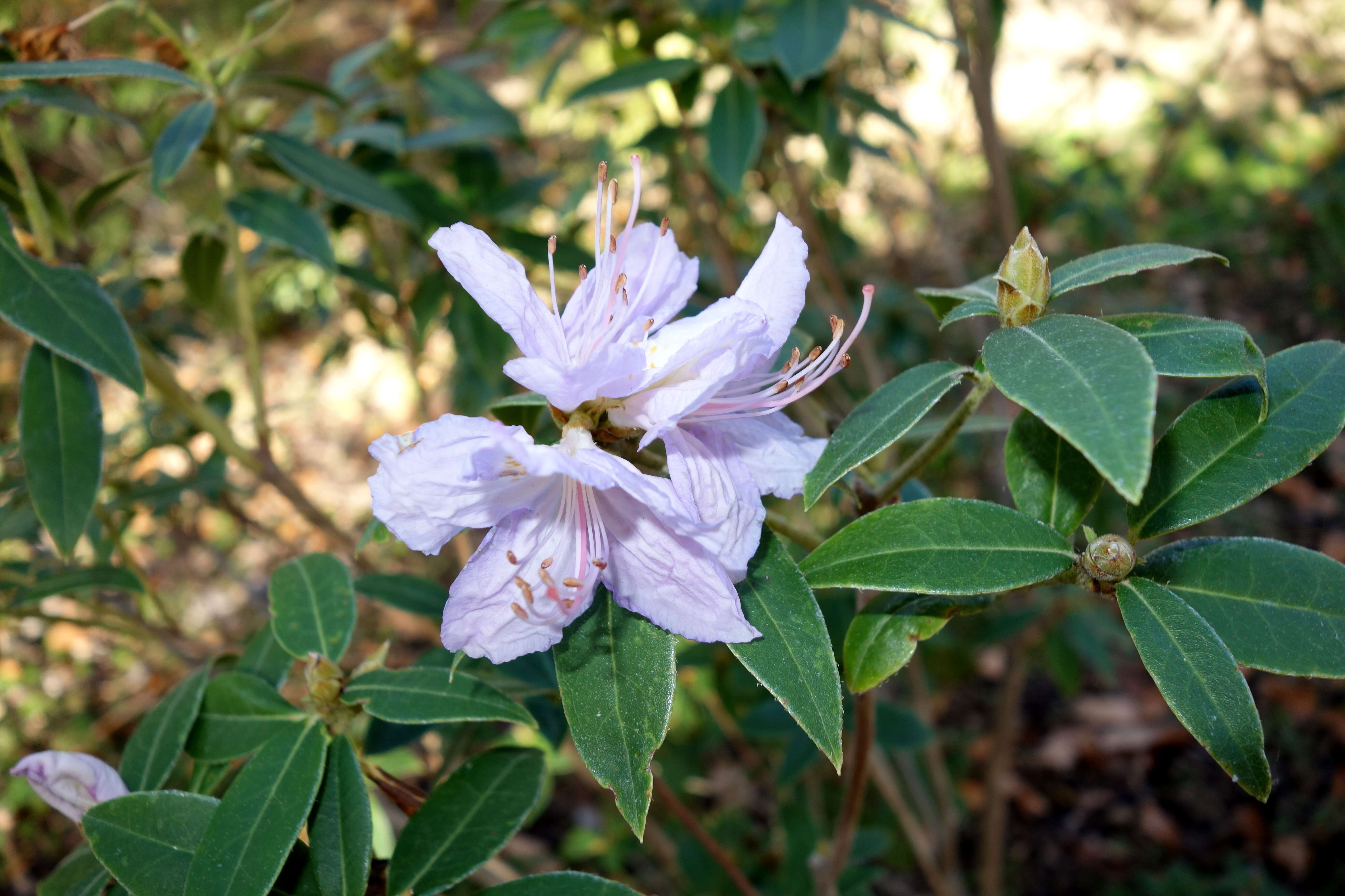 صورة Rhododendron augustinii Hemsl.