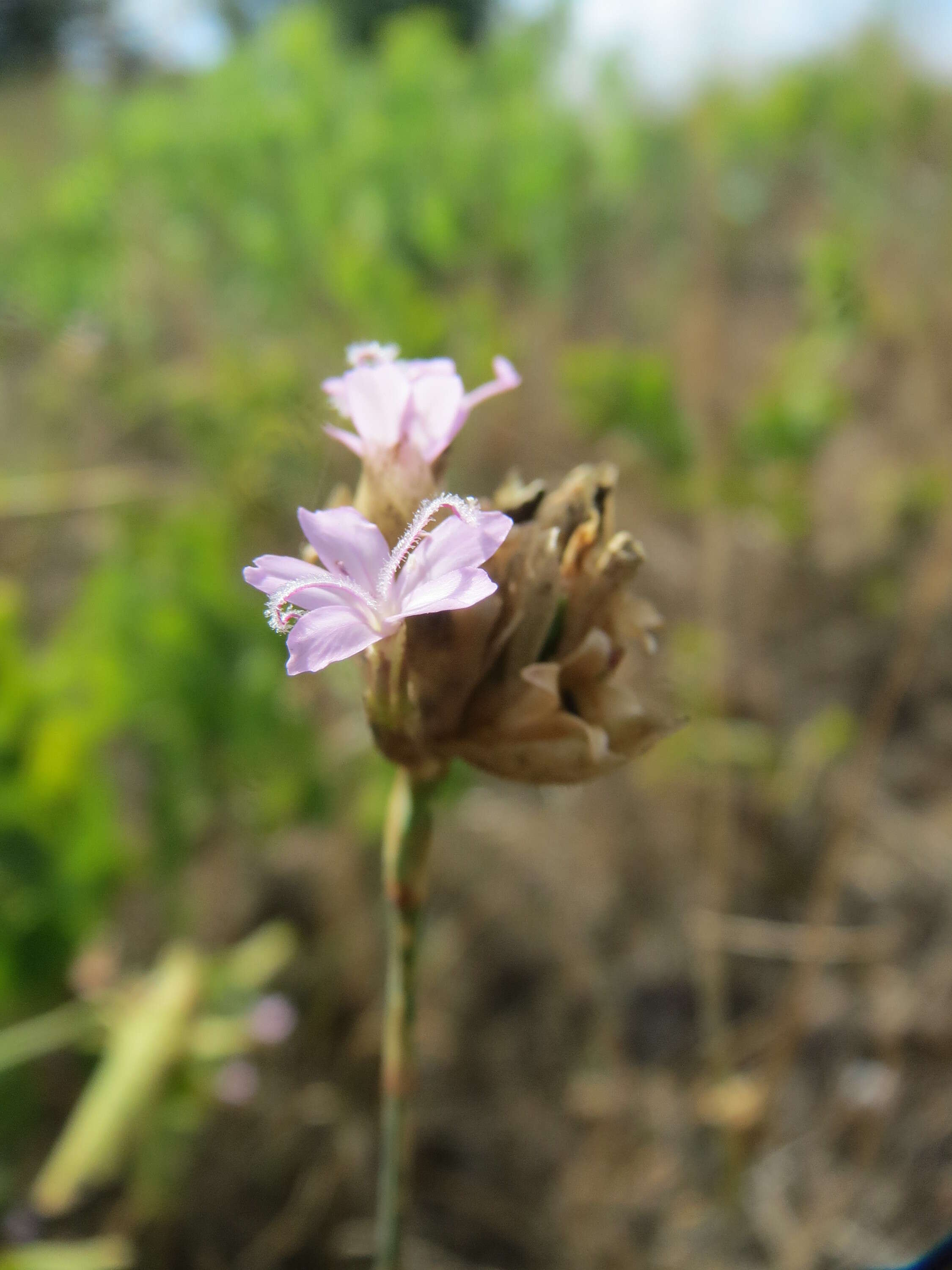 Image of Proliferous Pink