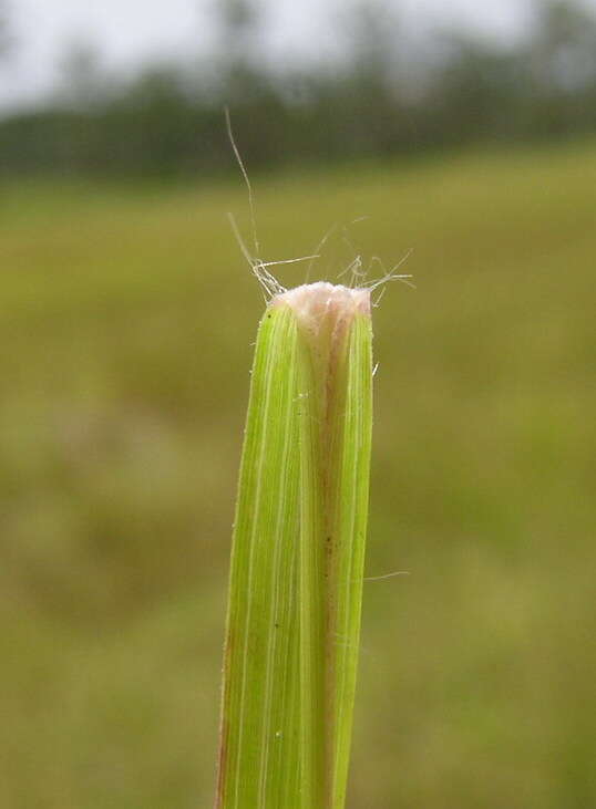 Image of Brown's lovegrass