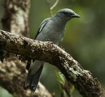 Image of Javan Cuckooshrike