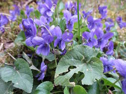 Image of sweet violet